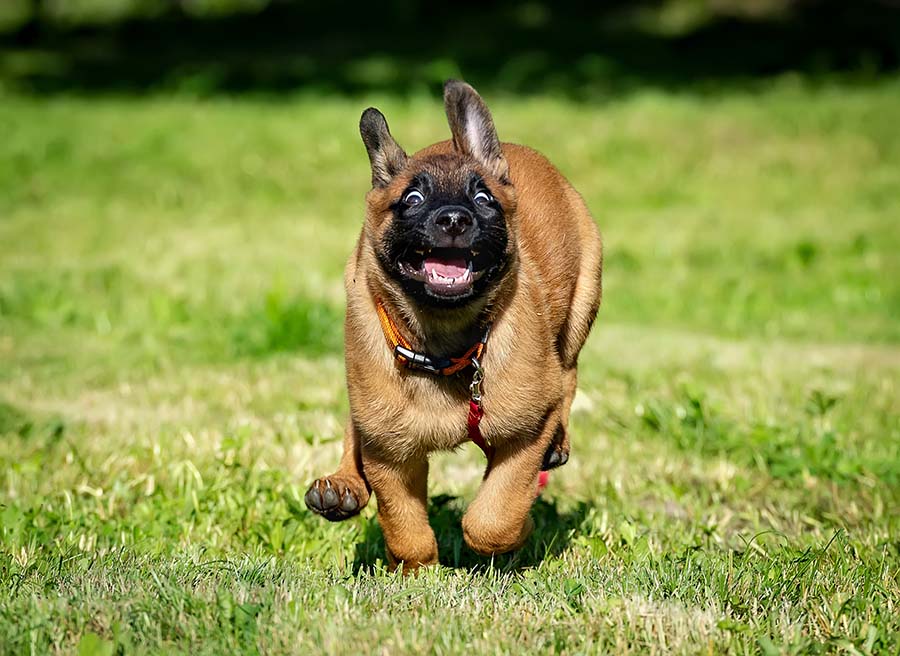 short heair brown puppy running through a green field with a silly look on face