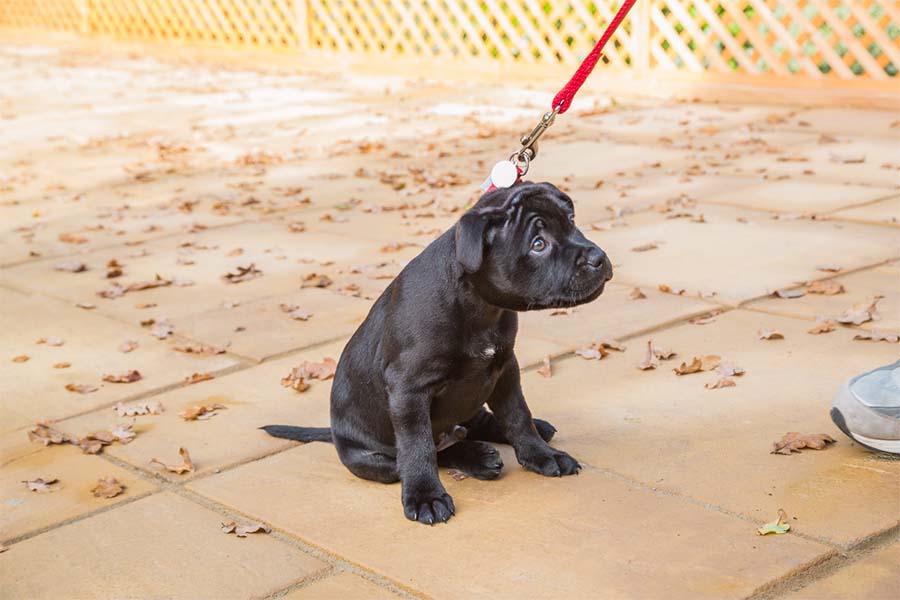 a small black dog looking terrified while sitting on the sidewalk and getting pulled by a red leash attached
