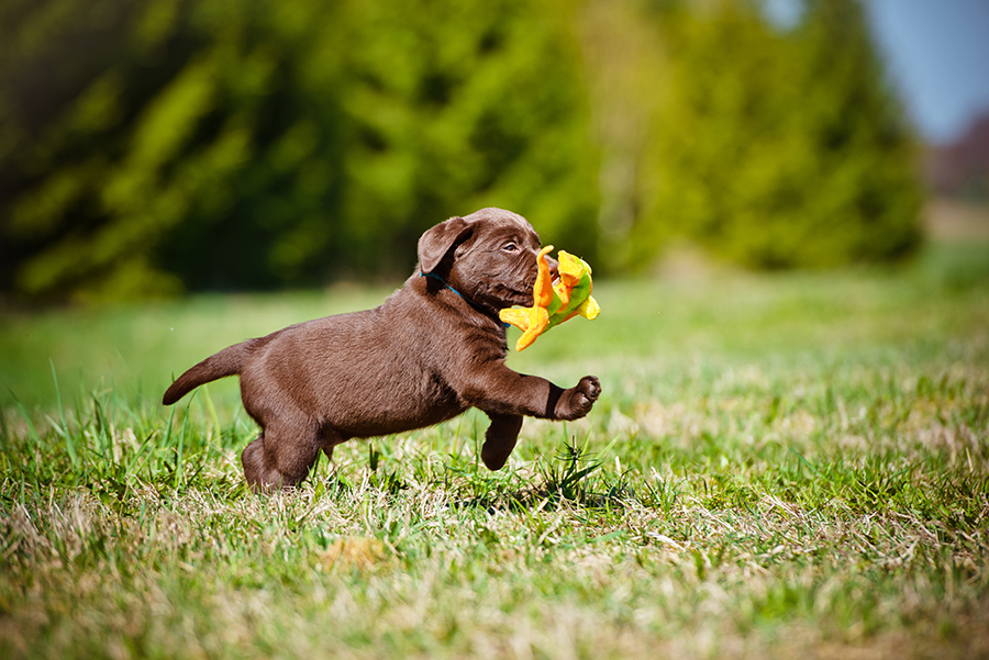 Brown puppy with blue collar running through a green grass field with a dog toy in it's mouth