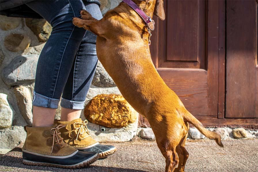 a brown dog jumping up on the legs of a woman wearing blue jeans with cuffs at the bottom and brown waterproof shoes