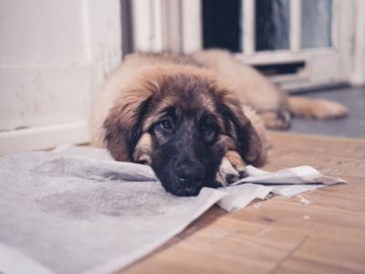long hair brown puppy resting face on the wood floor