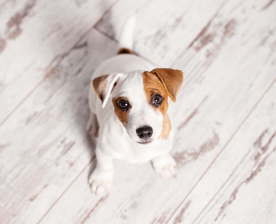 brown and white puppy with a cute look on face staring at camera