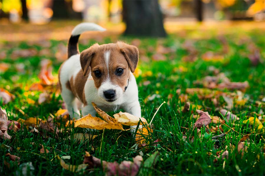 brown and white dog trotting through green grass at a park with many colorful leaves scattered throughout