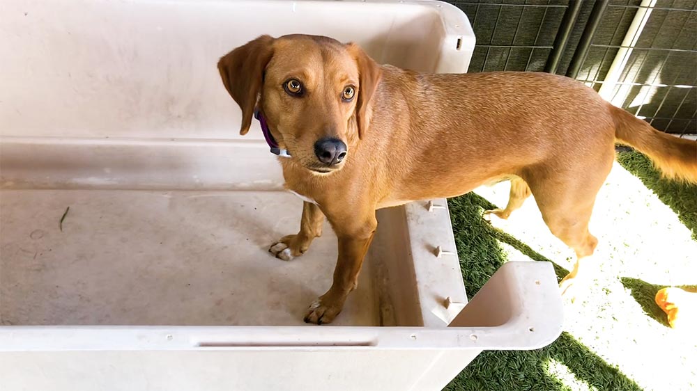 brown dog with 2 paws inside a dog crate