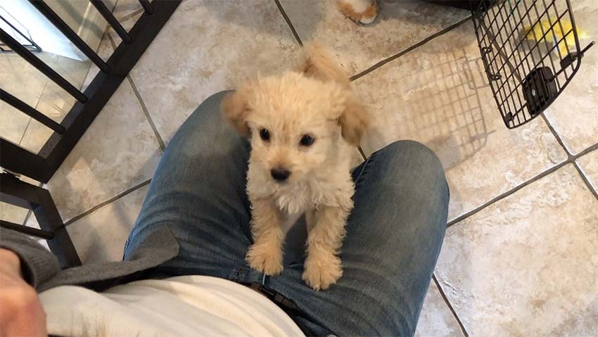 puppy on womans lap looking at her while she pauses