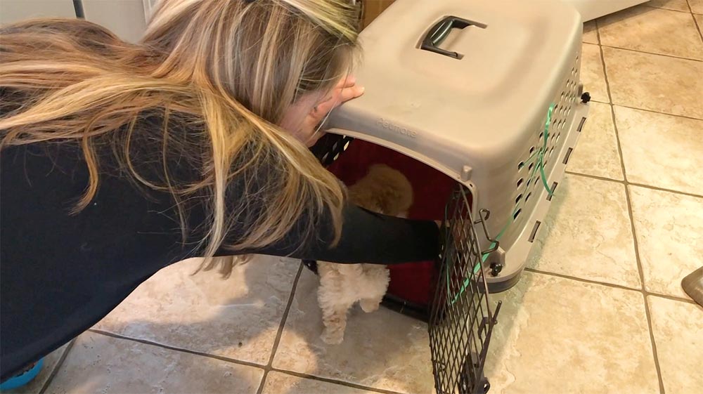 woman with black shirt reaching into puppy crate to scatter food