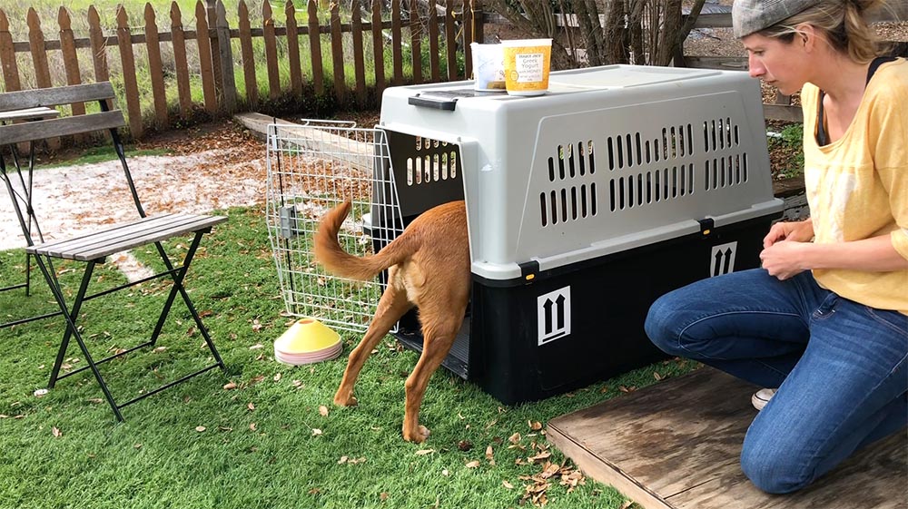 brown dog going inside a dog crate to explore