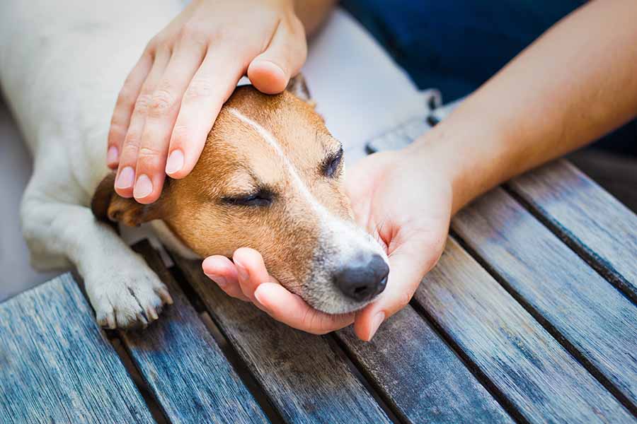 owner petting brown and white dog while the dog is resting on a wooden platform