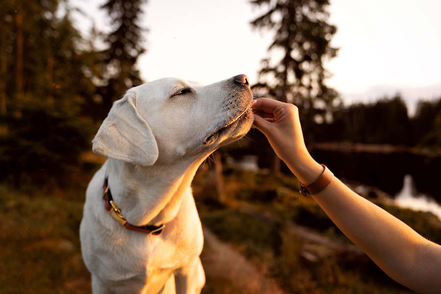 White puppy looking attentive to a human giving a dog training hand signal outside on the grass