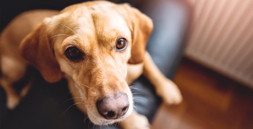 Cute brown dog laying on a black couch in the living room staring into the camera