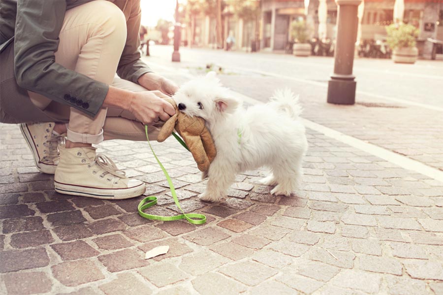 Small fluffy white puppy standing on a brick sidewalk with a green harness and leash while a man with white shoes and white pants plays tug with a brown dog toy