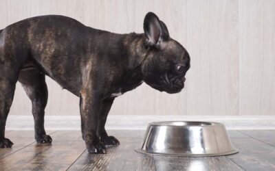 "My Dog Isn't Food Motivated"