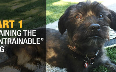 Part 1: Training the "Untrainable" Dog