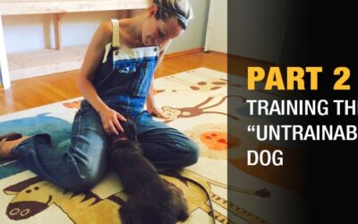Part 2: Training the "Untrainable" Dog
