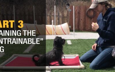 Part 3: Training the "Untrainable" Dog
