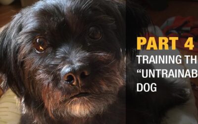 Part 4: Training the "Untrainable" Dog