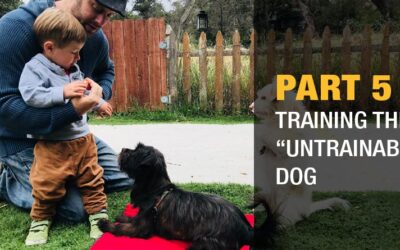 Part 5: Training the "Untrainable" Dog