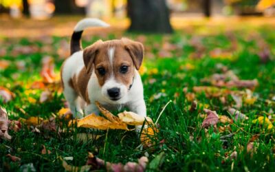 Puppies: Expectations vs. Reality