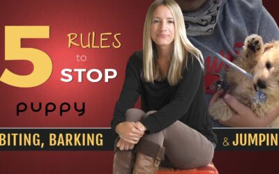 Stop Puppy Biting, Barking and Jumping