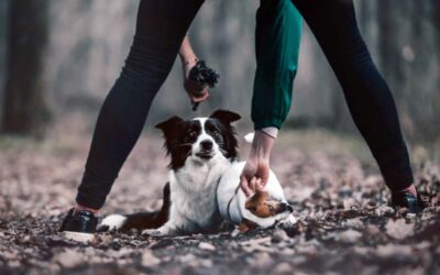 Top 10 Tips for New Dog Adoptions