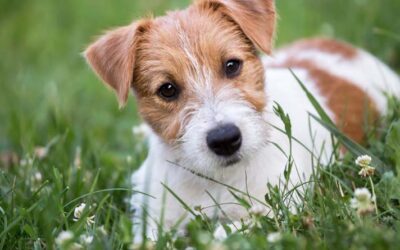 Training Your Dog to Pee & Poo on Cue