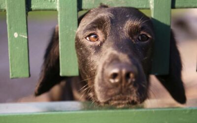 What is Barrier Aggression?