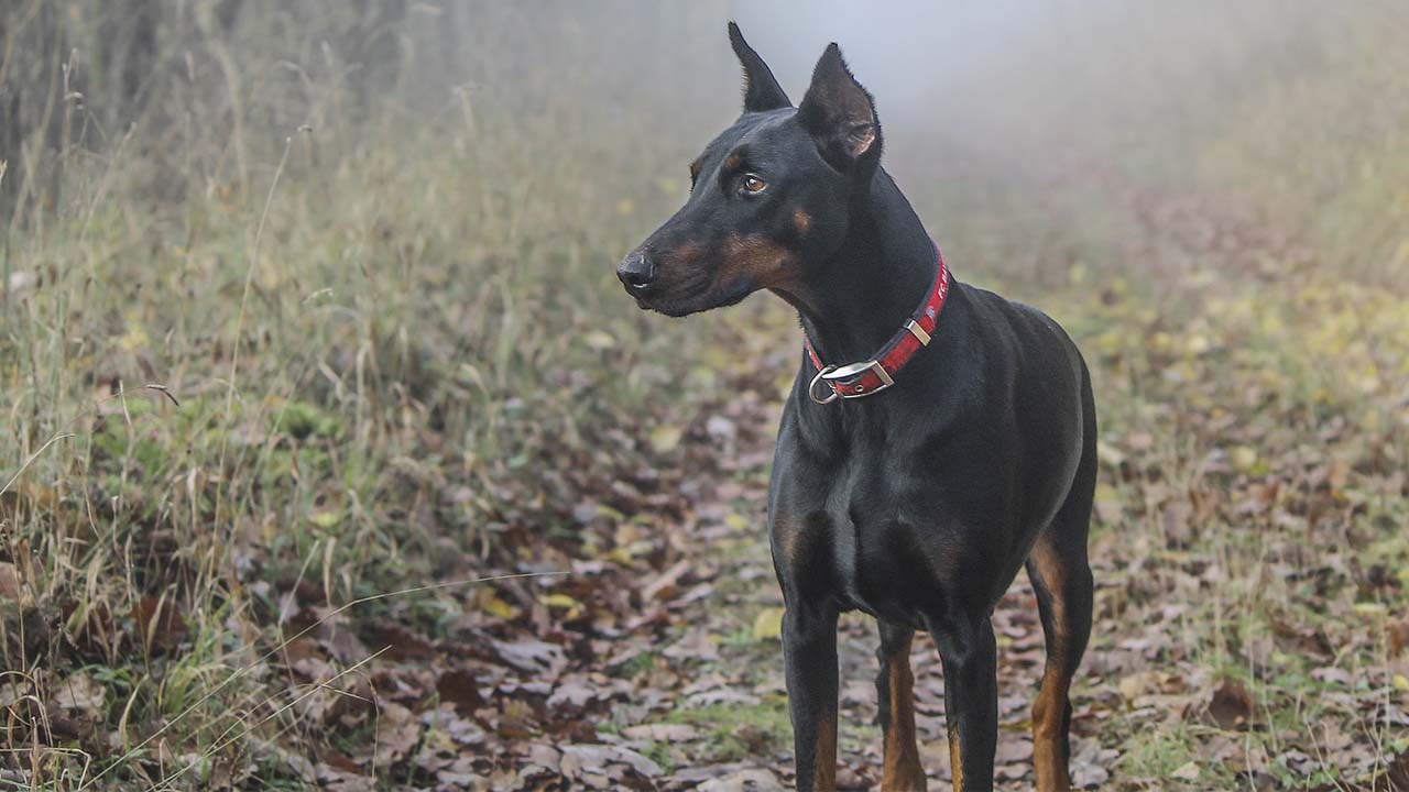 Doberman Pinscher