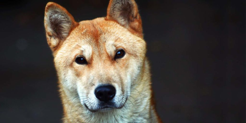 Korean Jindo