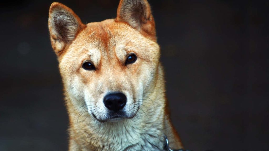 Korean Jindo