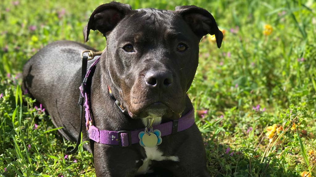 Pit Bull
